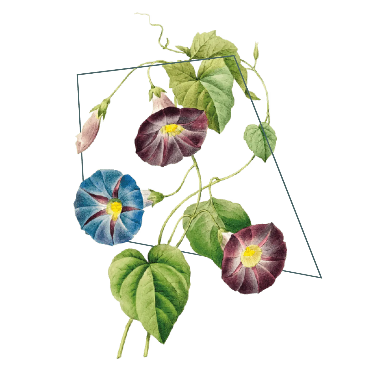 Ilustração botânica com flores azuis e roxas