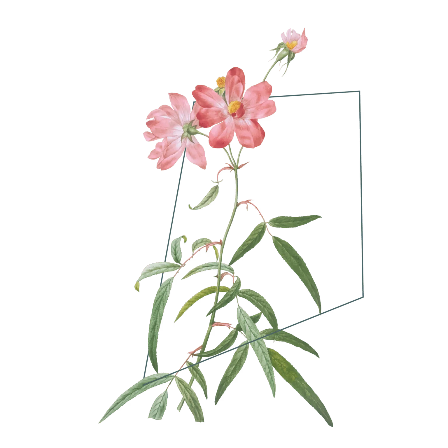 Ilustração botânica com flores rosas