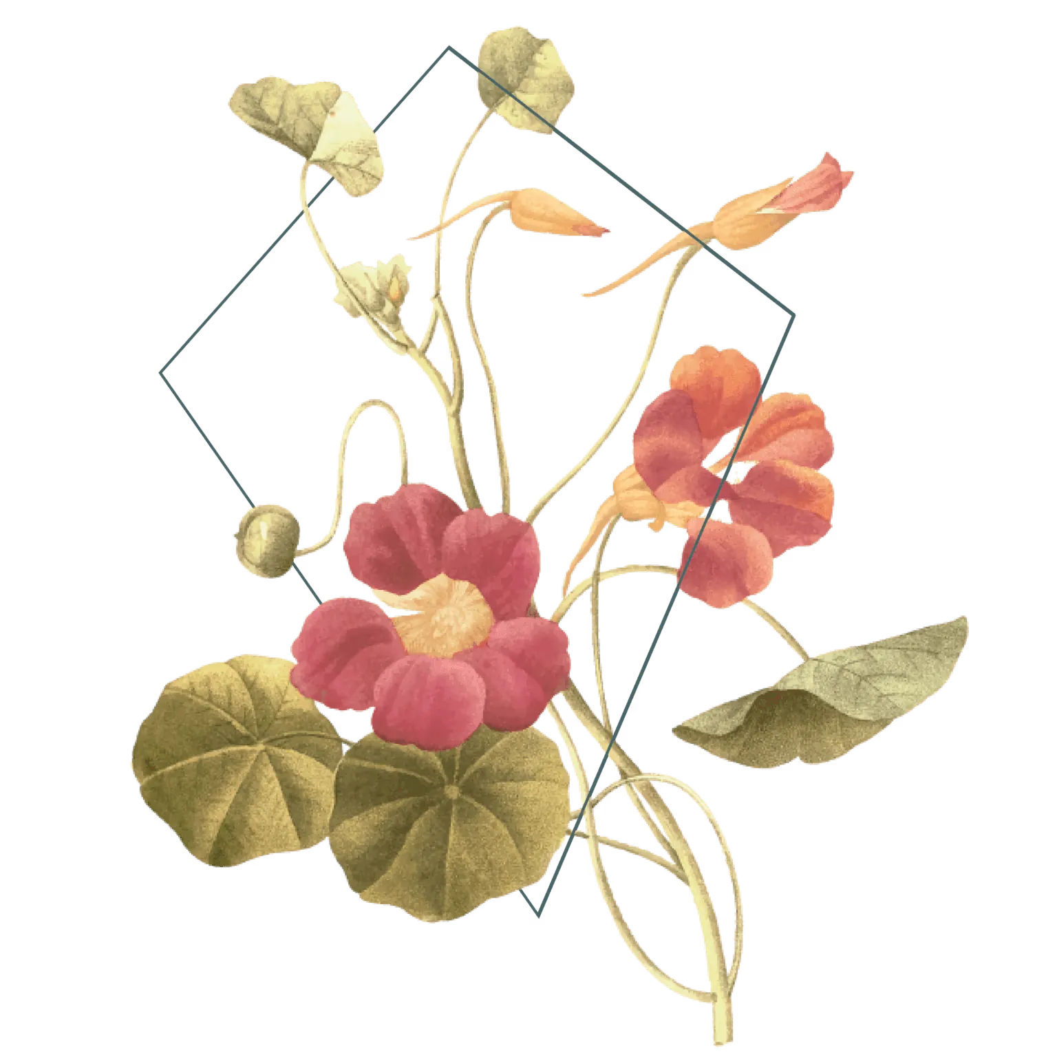 Ilustração botânica com flores laranja e vermelhas