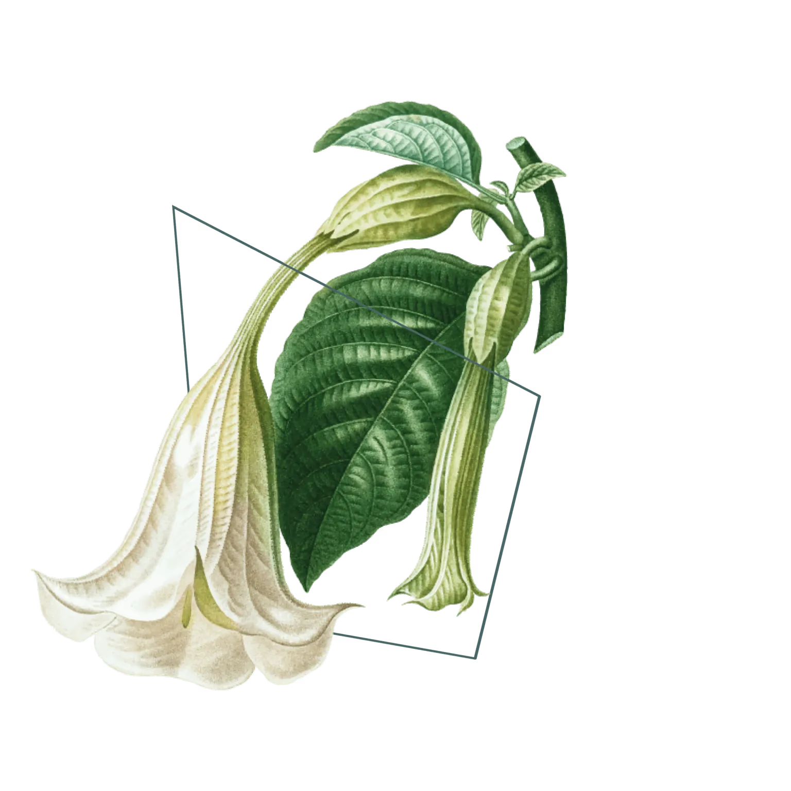Ilustração botânica com folhas verdes e flores brancas